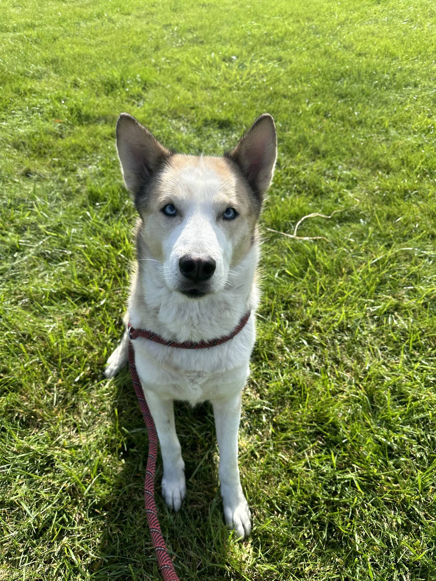 Ghost is a sweet, well-behaved 2-year old husky who was found as a stray. He is house-trained, good on a leash and not overly energetic. Ghost gets along with everyone he meets, including other dogs, and loves to cuddle. To meet Ghost, email Dogadoption@nawsus.org. Visit nawsus.org.