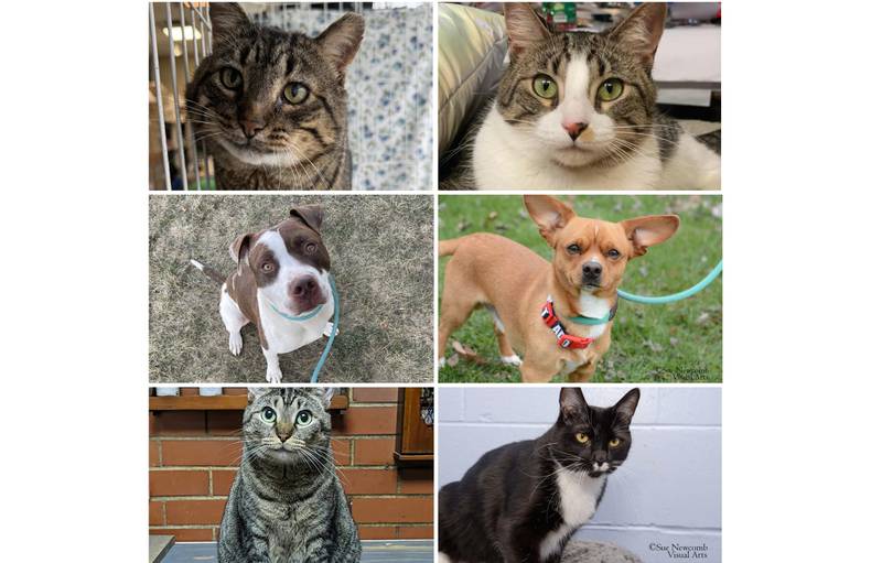 The Herald-News presents this week’s Pets of the Week. Read the description of each pet to find out about it, including where it can be adopted in Will County.