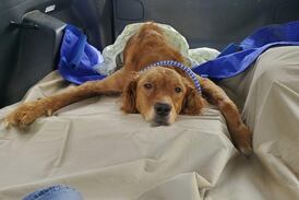 2 dogs recovering in IVAR’s care after rescued from Utica residence