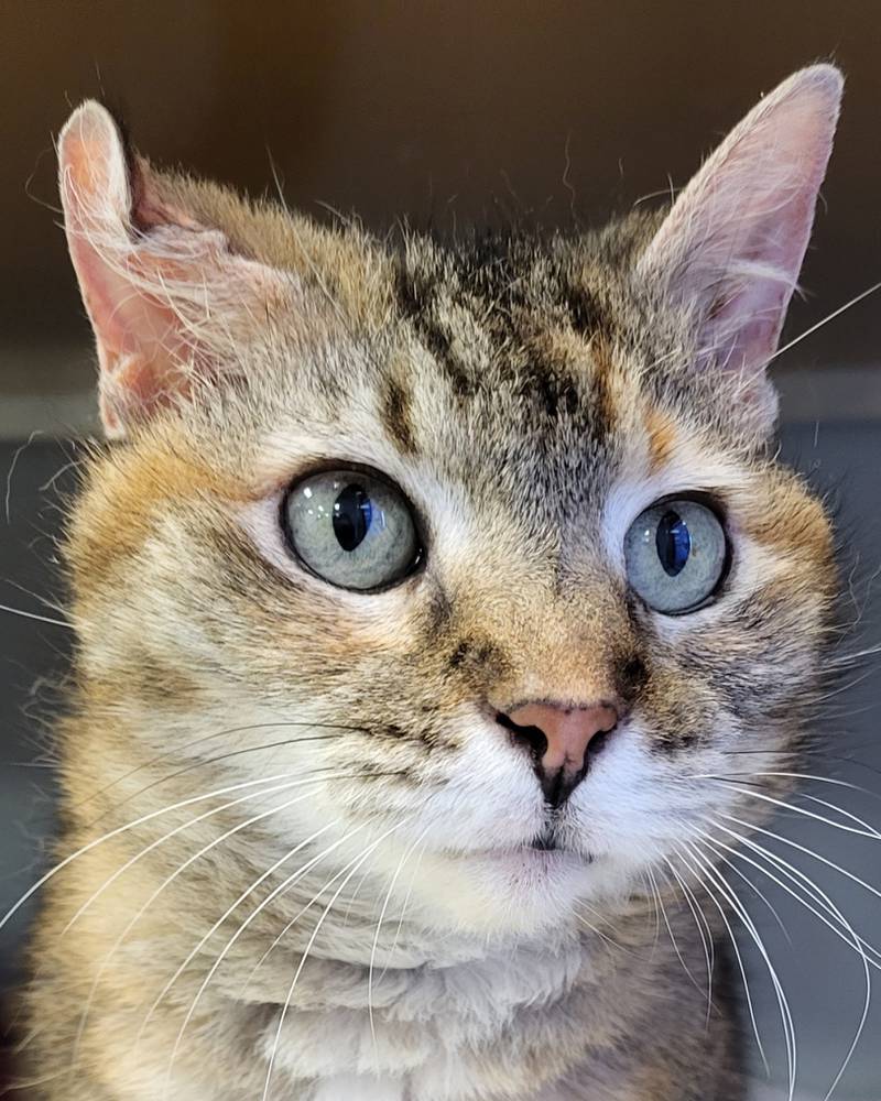 Marlyn is Save-A-Pet's pet of the week for May 25, 2023.