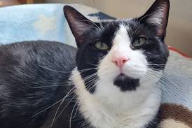 Young cat aims to navigate his way into forever home