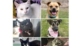Will County Pets of the Week: June 2, 2025