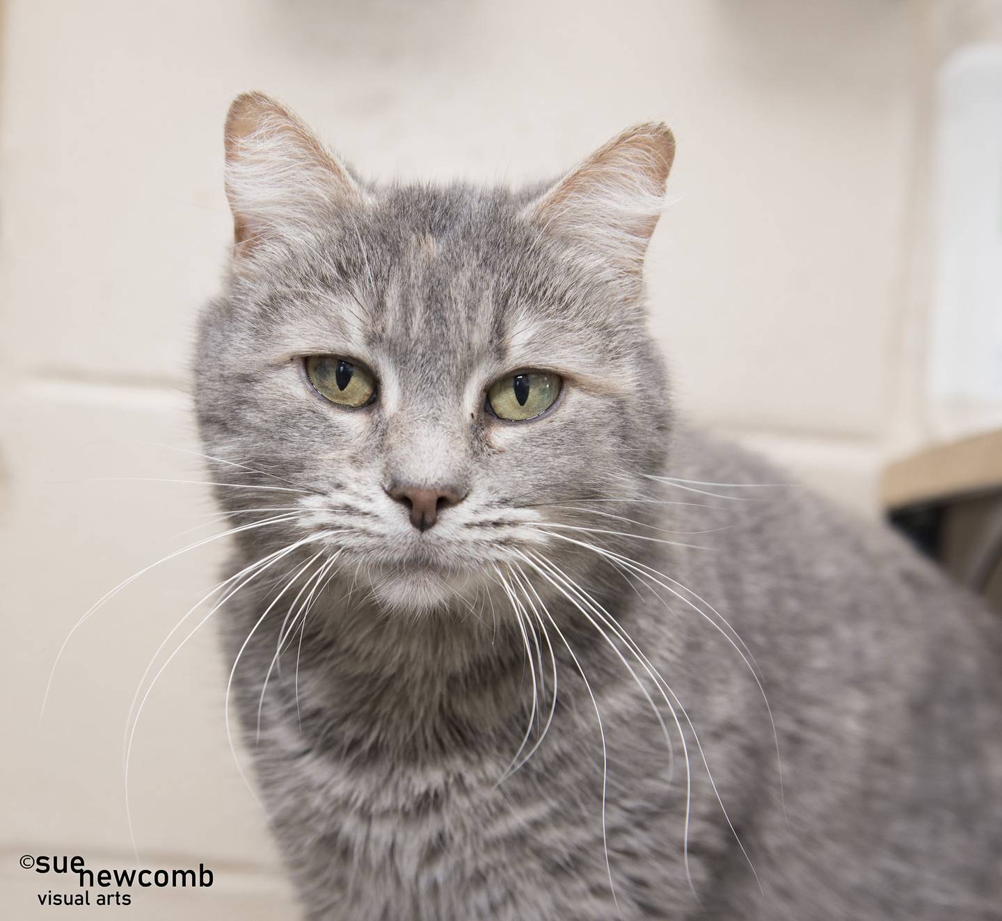 Rani is a small domestic shorthair. She’s gradually coming out of her shell and becoming sweet and loving. Contact the Will County Humane Society at willcountyhumane.com and follow the instructions for the adoption process.