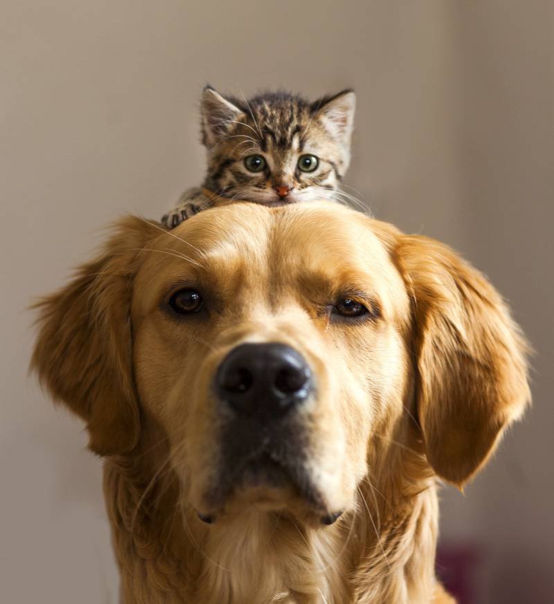 All Creatures Great & Small - Should I get another pet?