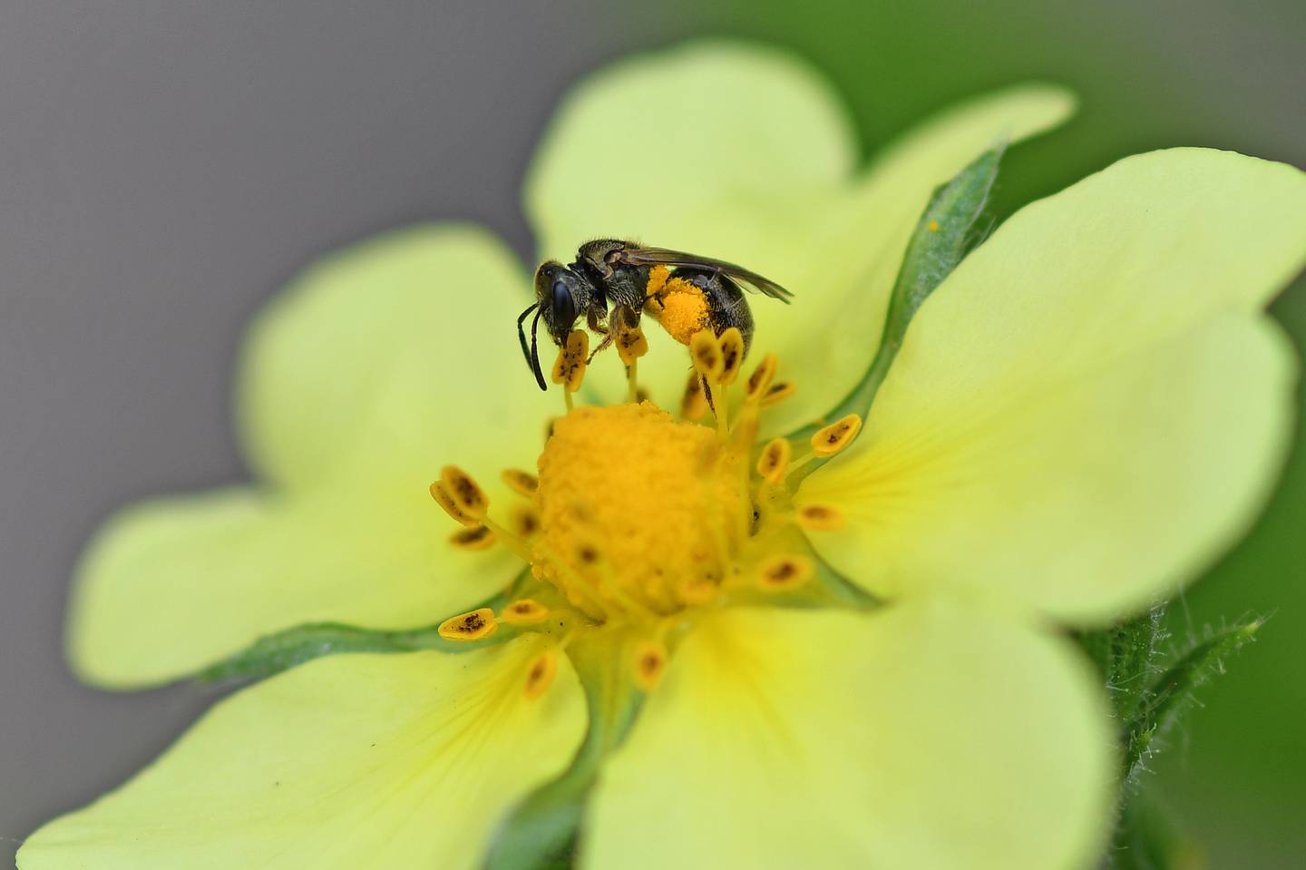 The Forest Preserve District of Will County’s Pollinator Party on June 15 at Isle a la Cache preserve in Romeoville will feature new family-friendly activities, food trucks and more.