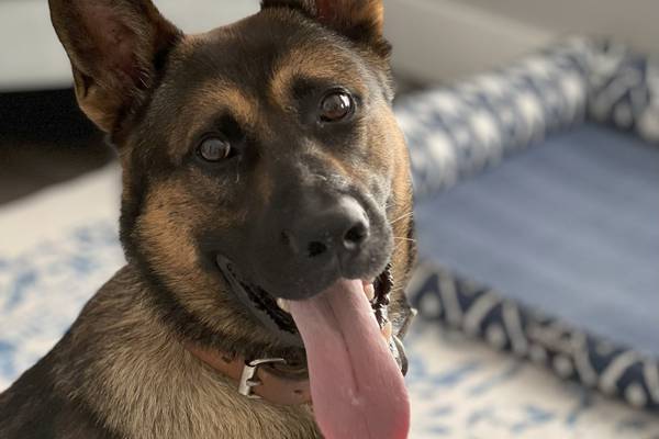 Sheriff’s Office welcomes K-9 Zack to the force 