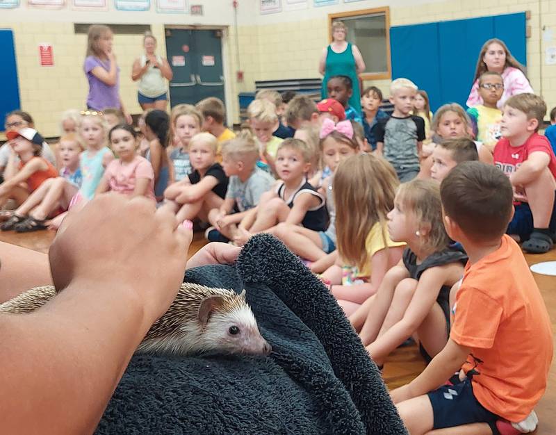 An African pygmy hedgehog gets petted by one of the adult volunteers Thursday, July 27, 2023, during the Incredible Bats program at the Ottawa YMCA.