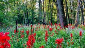 New exhibition explores restoration of Lake County Forest Preserves