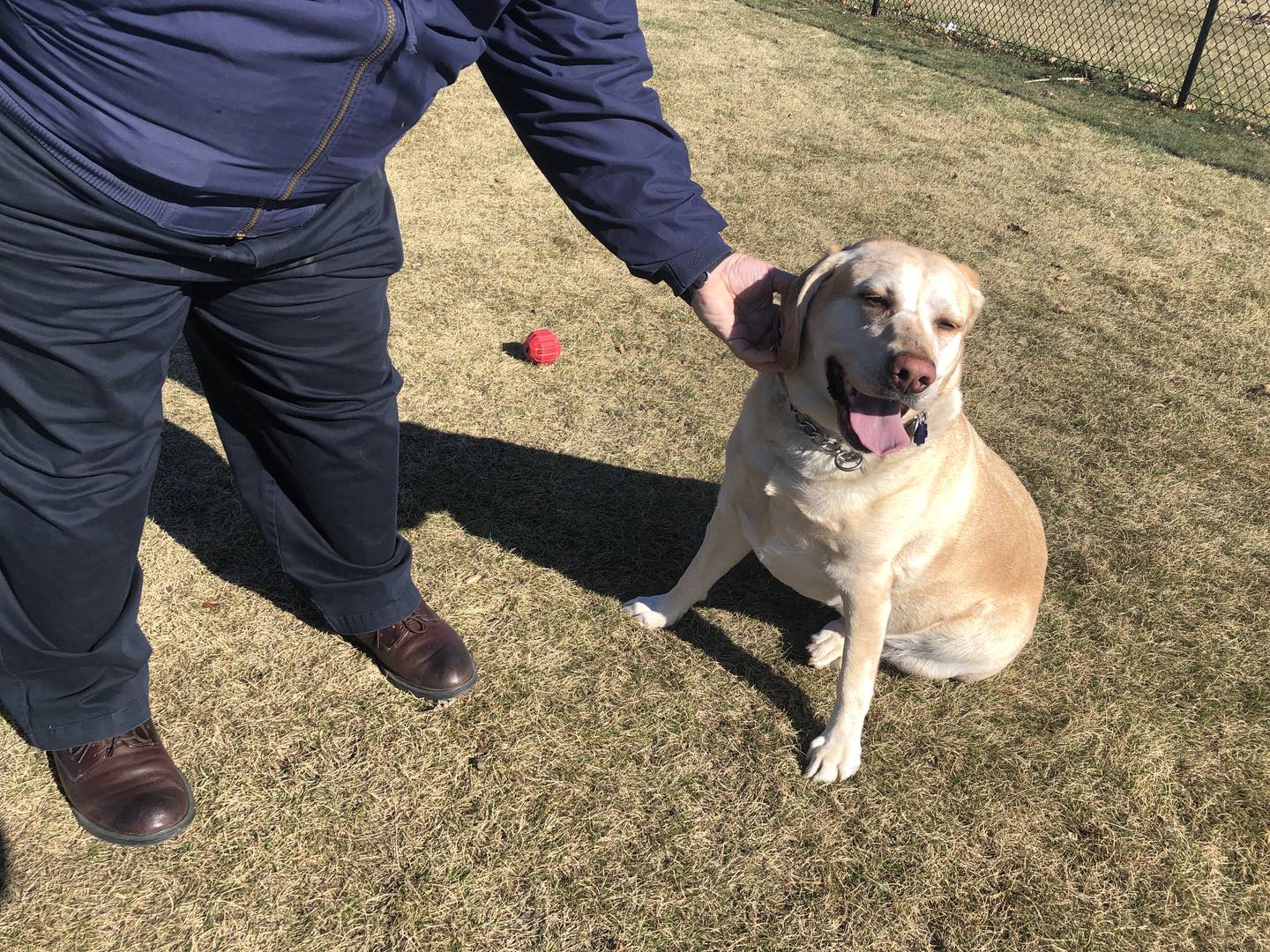 Harvard Mayor Mike Kelly gives his golden retriever, Grainne, scratches at the Harvard Dog Park on Thursday, April 6, 2023.