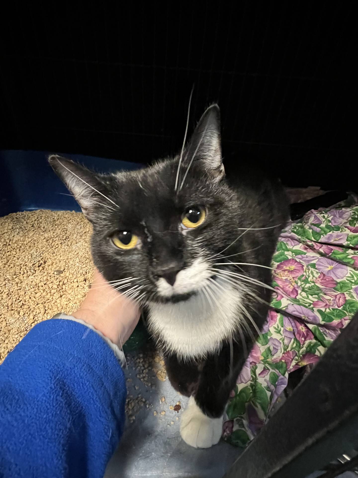 Squeegee is a 1-year-old tuxedo that was rescued from a local animal control. He is friendly, confident, outgoing, easy-going, and will approach people for attention. He likes pets, is comfortable being held, and will rub affectionately on people’s hands to show his love. He has met other cats and did well.  To meet Squeegee, email Catadoptions@nawsus.org. Visit nawsus.org.