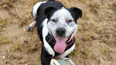 Give the gift of a forever home this holiday season