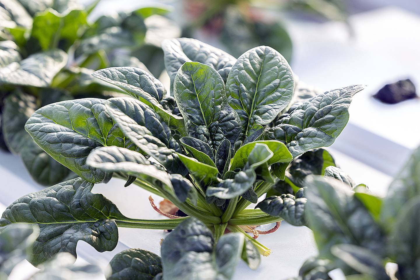 Koster’s Greenhouse in Sterling grows several crops, including several varieties of lettuce, basil, watercress and spinach.