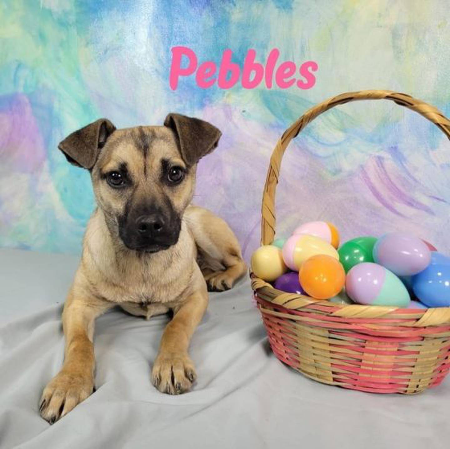 Pebbles is a sweet and shy. She is 18 months old and weighs 18 pounds. She plays well with others. To meet Pebbles, contact Hopeful Tails Animal Rescue at hopefultailsadoptions@outlook.com. Visit hopefultailsanimalrescue.org.