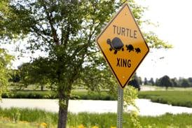Drivers asked to watch out for turtles on area roads