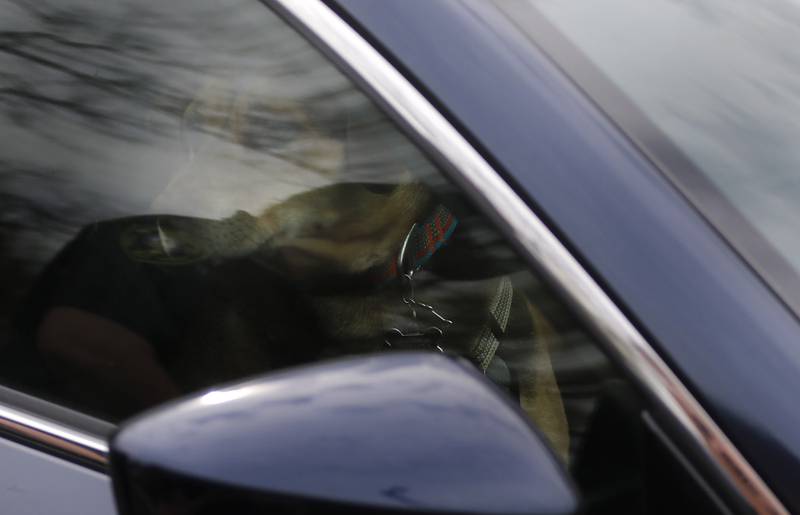 A dog peers out a closed window as it waits to get a shot during a rabies vaccine event on Tuesday, April 16, 2024, at the McHenry County Animal Control and Adoption Center, in Crystal Lake. Two more low-cost rabies vaccination clinics will be offered on May 14th, and May 21st. The clinics are by appointment only, and registration is available online at bit.ly/MCAC-clinics.