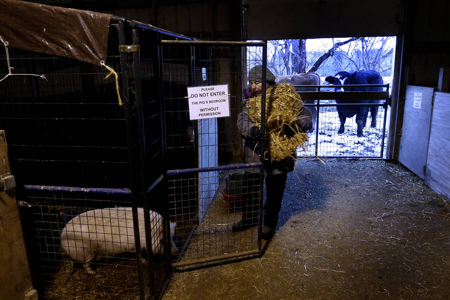 Leslie SanFilippo, of the Stardust Animal Sanctuary, puts straw in a pigs pen on Thursday, Jan. 11, 2024, as she and Laurie Kay work on prepping for the cold weather, by moving animals inside or piling hay and hanging blankets to keep out the cold from the animals pens.