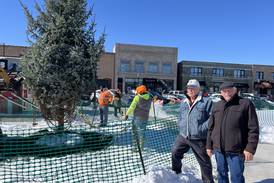 A new holiday tree for Crystal Lake – with deep roots