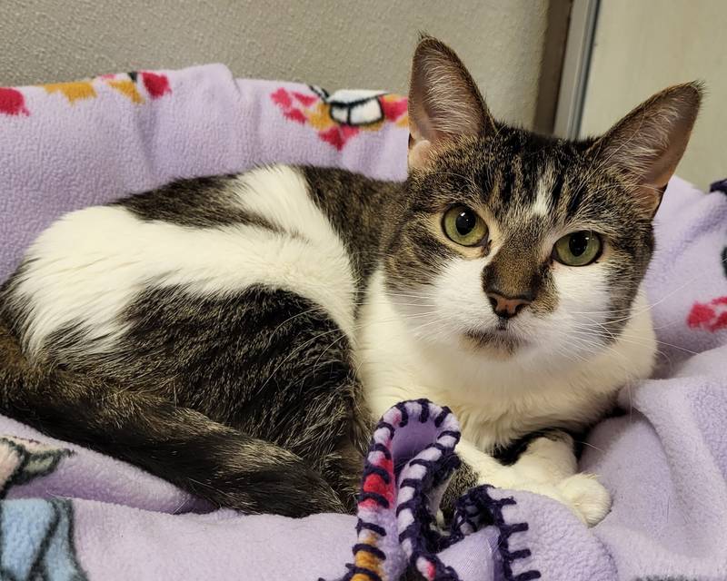 V.V. is Save-A-Pet's pet of the week for Feb. 29, 2024.