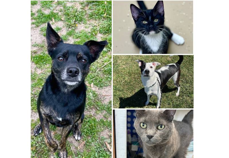 The Herald-News presents this week’s Pets of the Week. Read the description of each pet to find out about it, including where it can be adopted in Will County.