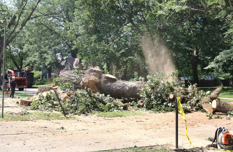 The trunk of the historic oak tree at 240 Rolfe Road in DeKalb finally falls Thursday, July 21, 2022, after standing in that spot for several hundred years. The tree, one of the oldest in the city, was beginning to die and lost a branch in a storm last week so at the advice of an arborist the city opted to remove it rather than risk more branches coming down and causing damage or injury.