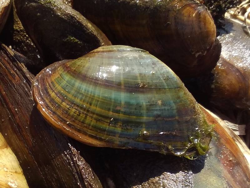 A partnership project between the McHenry County Conservation District and the DuPage County Forest Preserve District’s Urban Stream Research Center seeks to propagate and head-start juvenile elktoe mussels, pictured, for the Nippersink Creek and its tributaries, according to a news release.