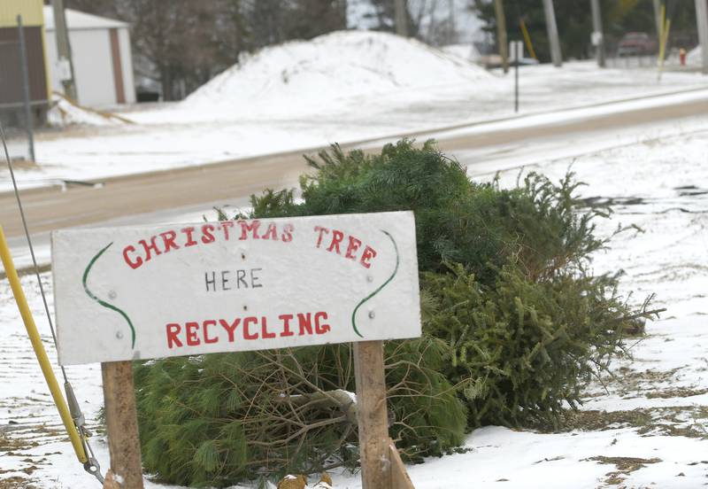 Live Christmas trees can be recycled in Ogle County.