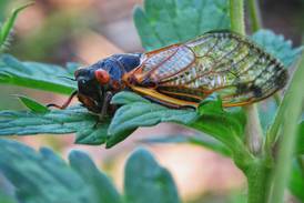 Cicadas, bike trail rides, fishing and more at Will County forest preserves in May
