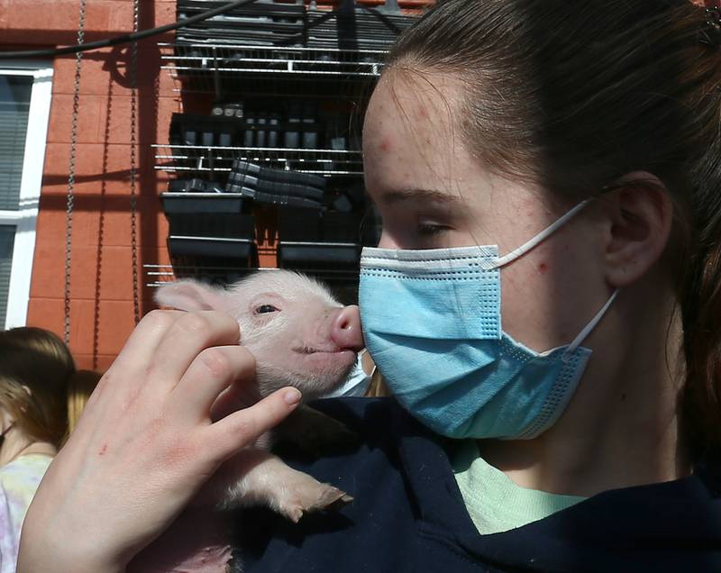 Sydney Long, a sophomore at Streator High School, holds a baby piglet in the greenhouse at the schools FFA Think OINK project on Tuesday Jan. 25, 2022 in Streator. Long, was one of the students who cared for some sick piglets and came in three times a day including 10:30p.m. at night to help nurse them. Long has plans to study to be a veterinarian after high school.
