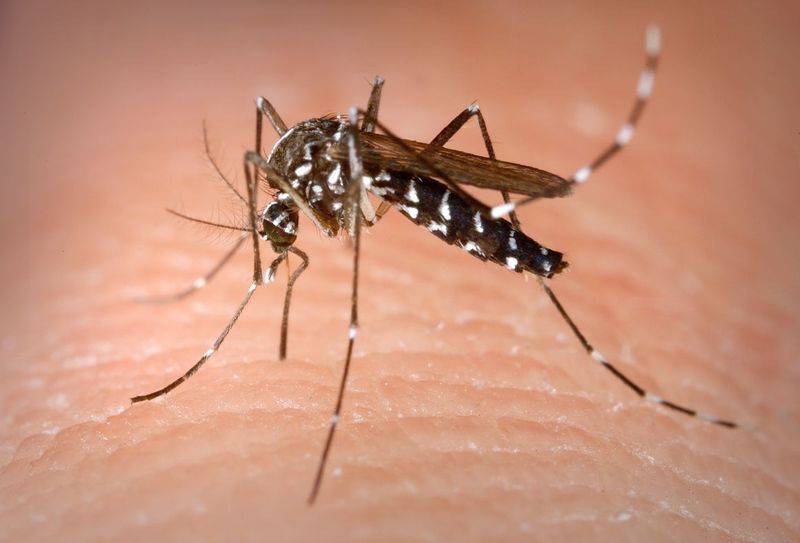 West Nile virus is transmitted through the bite of a mosquito that has picked up the virus by feeding on an infected bird.