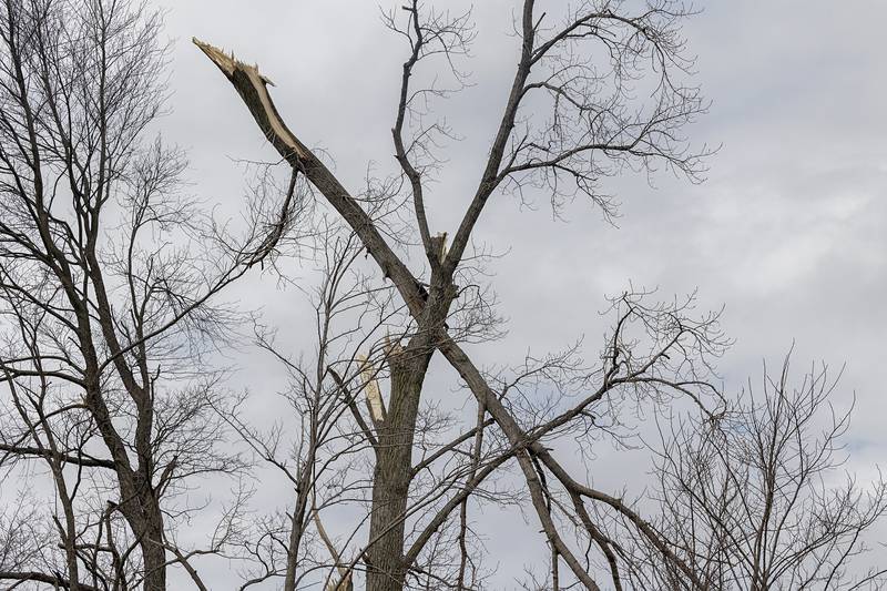 A broken tree limb hangs on near Polo Friday, April 3, 2026. Thursday evening storms caused a swath of damage across the area.