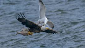 Woodridge resident takes winning entry for Will County Forest Preserve District’s photo contest