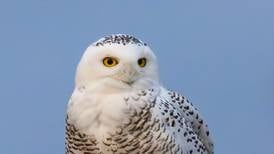 McHenry’s snowy owl gets a musical coda: Where you can hear a song inspired by the bird