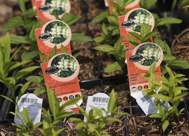 Notice plants for sale at Natives Haven Wildflower Nursery, on Tuesday, May 16, 2023, near Harvard.