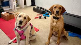 Electronic detection K9s assist in child exploitation arrest