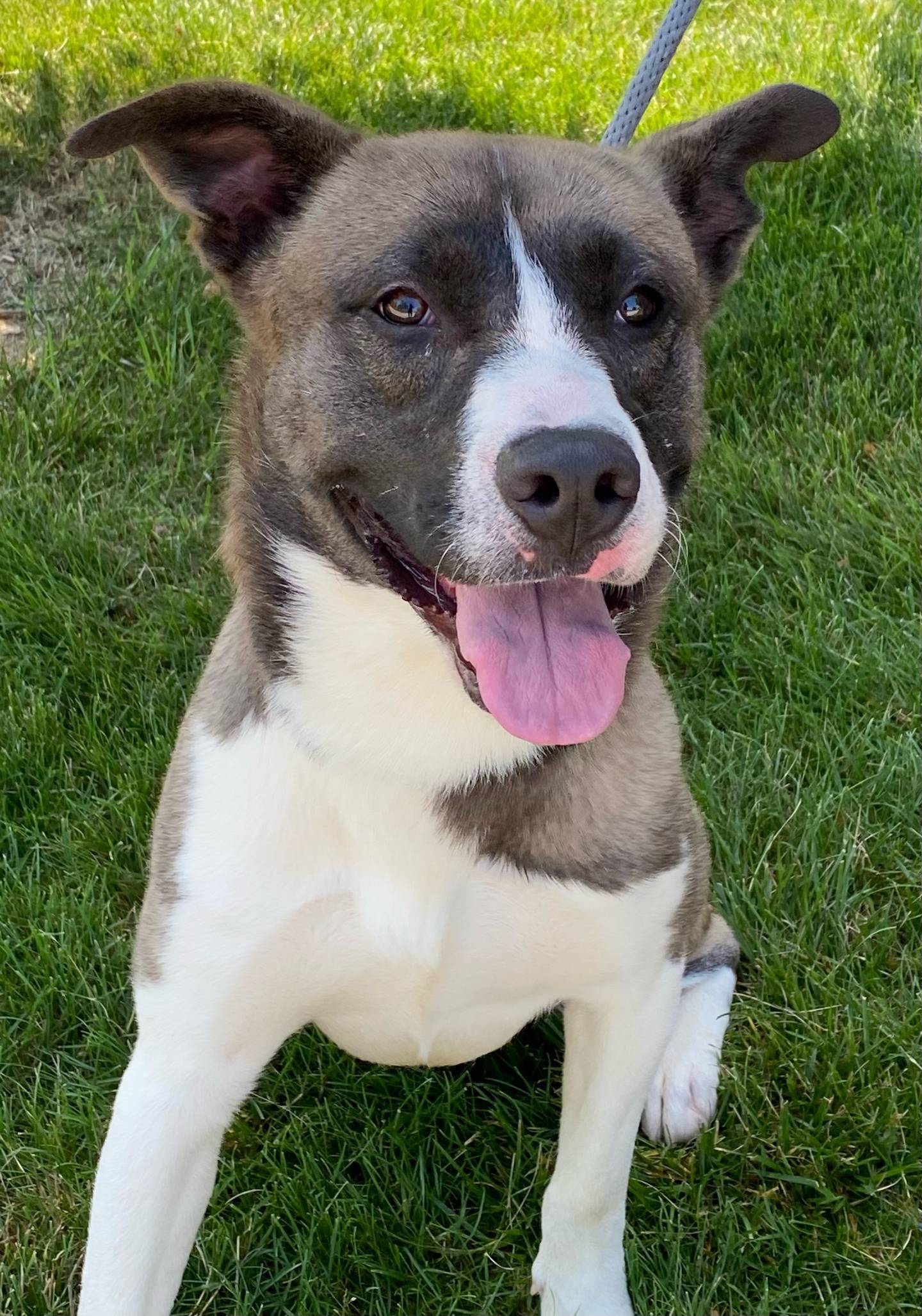 Skippy is a 3-year-old mixed breed. He loves long walks and playing with his toys. He would make a great hiking partner. He is good with other dogs and children. To meet Skippy, email Dogadoption@nawsus.org. Visit nawsus.org.