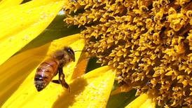 Registration on for Franklin Creek Association pollinator trivia night