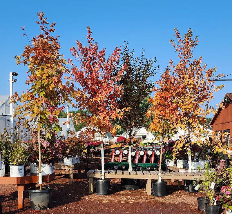 Countryside Flower Shop - Three Reasons Why Fall Is Perfect For Planting