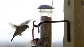 Down the Garden Path: Guest columnist series – Feeding birds: It’s not spring yet