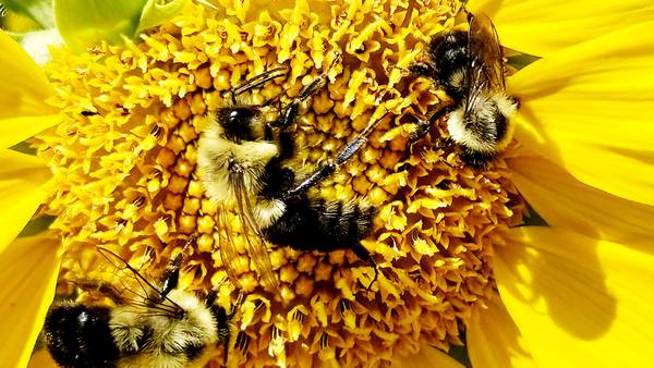 Down the Garden Path: Gardening for pollinators