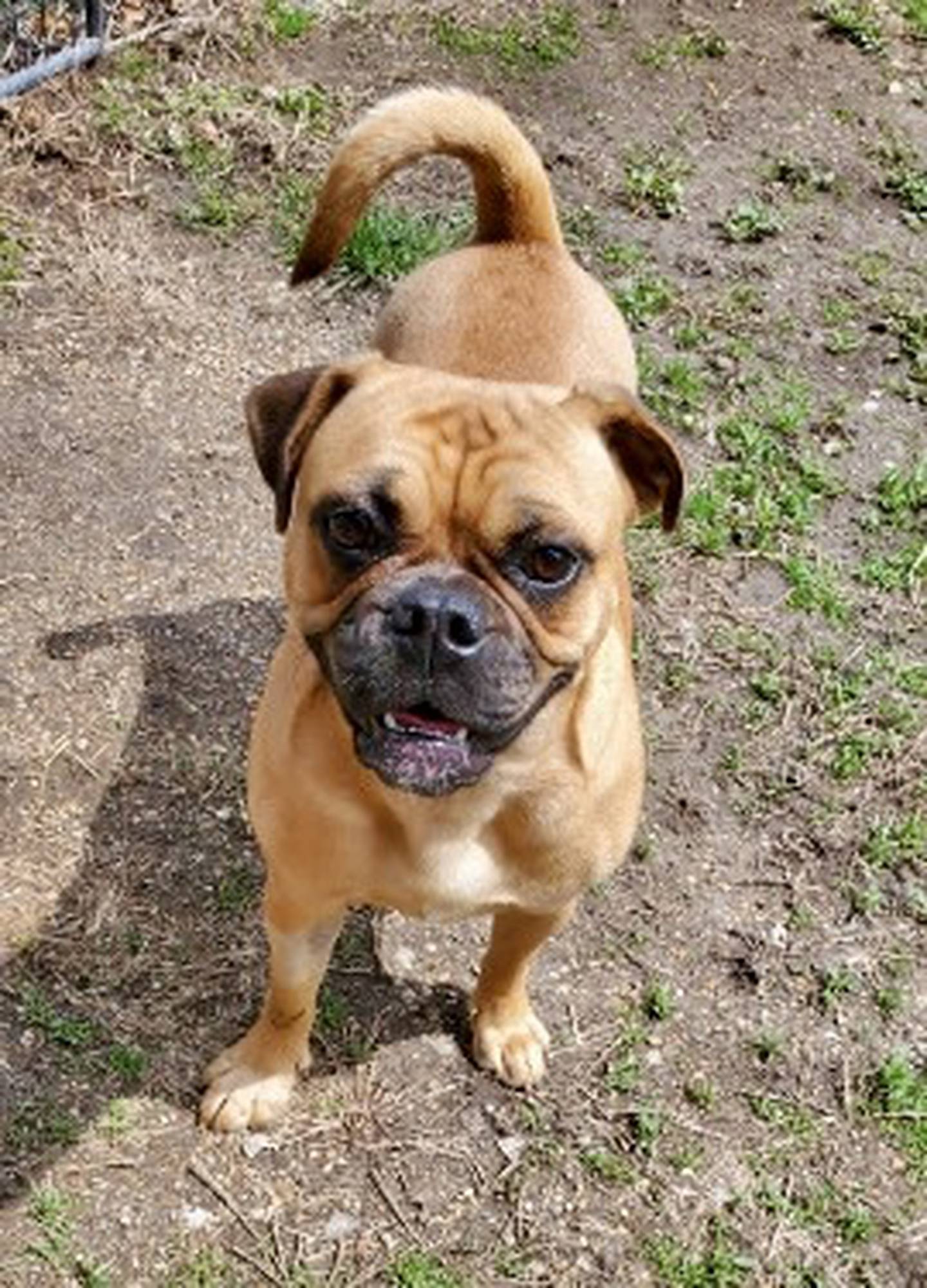Posey is an 8-month-old, 35-pound pug/bulldog mix. She needs time and patience when warming up to new people. But once Posey warms up, she’s goofy and affectionate. Posey loves going for walks, exploring, and crawling into people’s laps for love. Posey needs an owner with pug and/or bulldog experience. Contact the Will County Humane Society at willcountyhumane.com and follow the instructions for the adoption process.