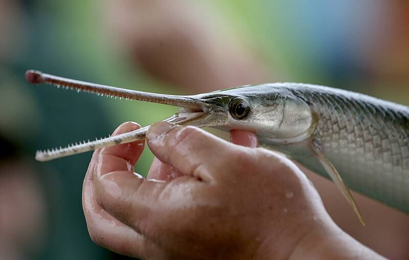 The Illinois Department of Natural Resources shows how sharp the Longnose Gar's teeth are during the twenty-third annual Kids Fishing Expo on Saturday, May 13, 2023 at Baker Lake in Peru.