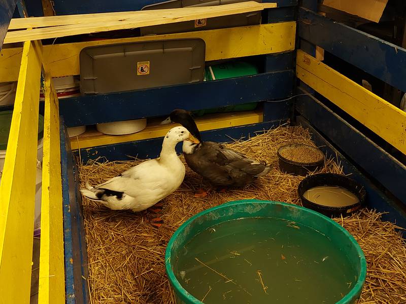 A pair of ducks keep each other company Tuesday, March 26, 2024, at the Streator High School FFA's annual animal fair.