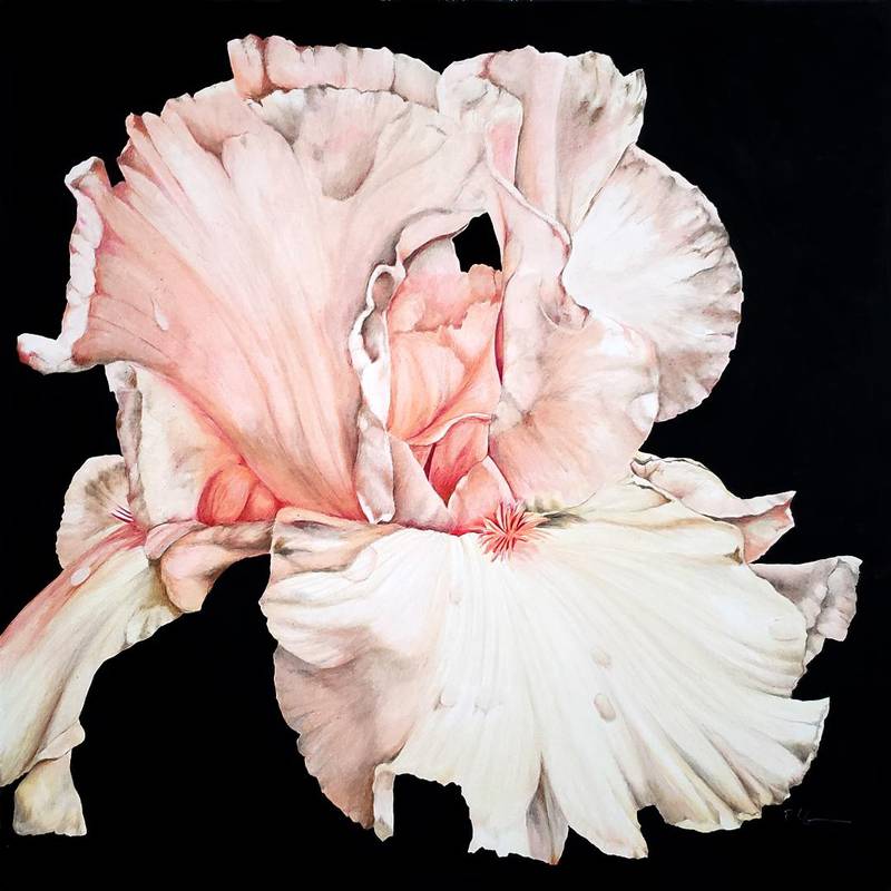"Pink Iris" by Phil Schorn