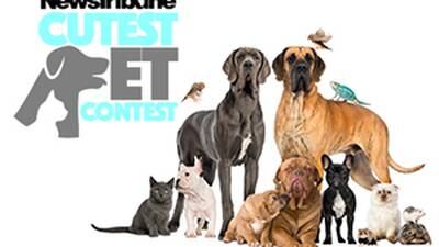 Voting started! News Tribune Cutest Pet Contest 2022