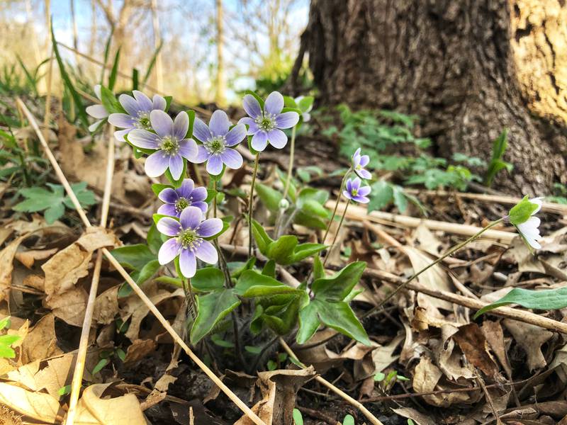 Named after its leaves, which resemble the liver, hepatica can be found in rich deciduous woodlands throughout our area.