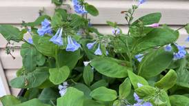 Down the Garden Path: How to grow successful shade gardens