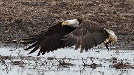 Photos: DeKalb County wildlife and nature photos from 2024