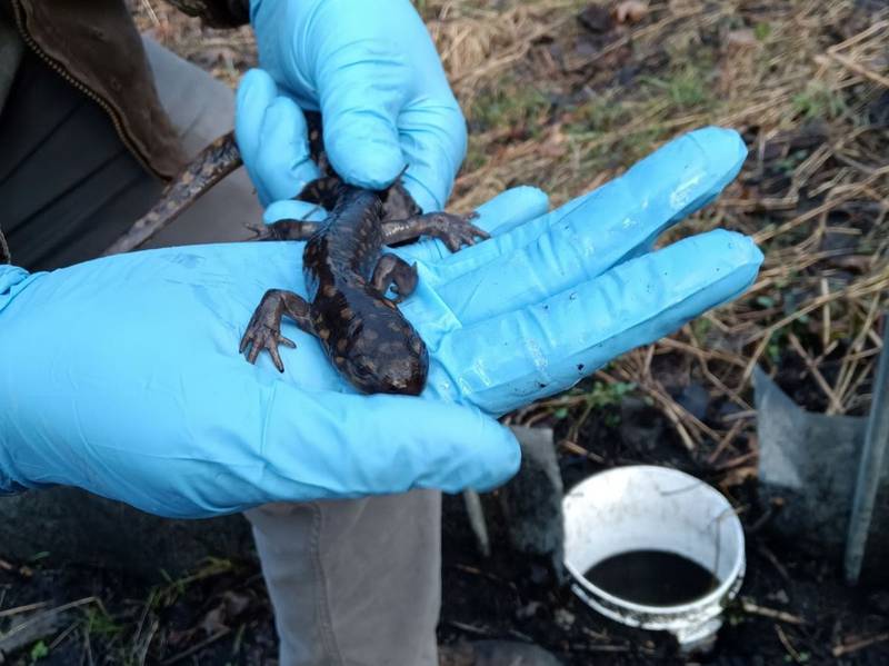 After being counted, measured and sexed, tiger salamanders in the St. Charles Park District monitoring program are released in their breeding pond. The presence of a healthy population of salamanders is an indicator of a healthy habitat.