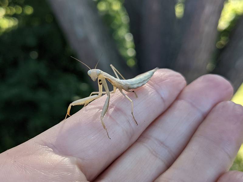 European praying mantises can vary widely in color, from light tan to green, but the "bullseye" on the inner surface of the front leg is a definitive field mark for Mantis religiosa.