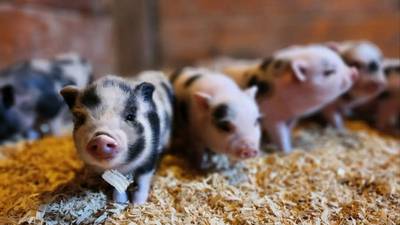 Utica Shop partners with Chicago Pig Rescue for holiday fundraiser